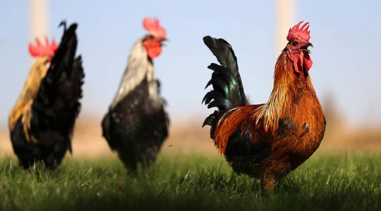 Denizli horozunun ırkı Konya'daki enstitüde korunuyor