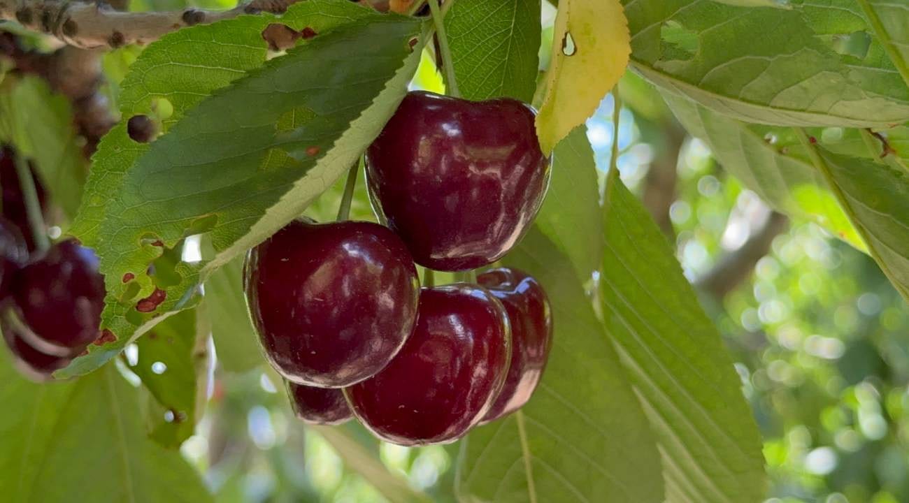 Yüksek rekolte çiftçiye yetmedi: Tokat kirazı tarlada 60, markette 200 TL
