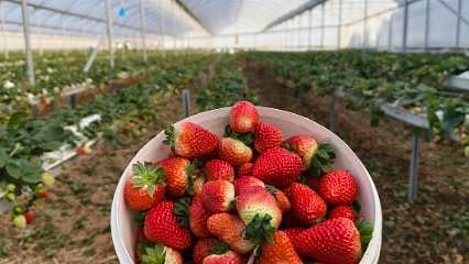 Detaylar: Yoğurdundan sonra çileğiyle de dünya markası: 65 ton ürün hedefleniyor