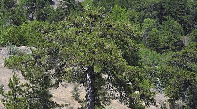 Ankara'da 1 Haziran-30 Eylül arası ormanlar yasaklandı