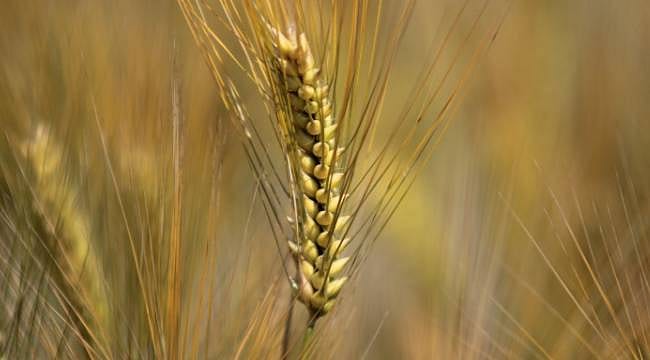 Arpa fiyatlarında sert düşüş: Besici sevindi, üretici kararsız