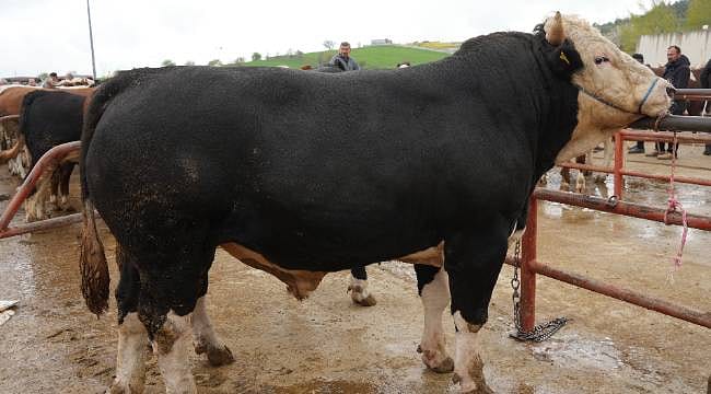 Kurban pazarının gözdesi oldu, 340 bin TL’ye alıcı buldu