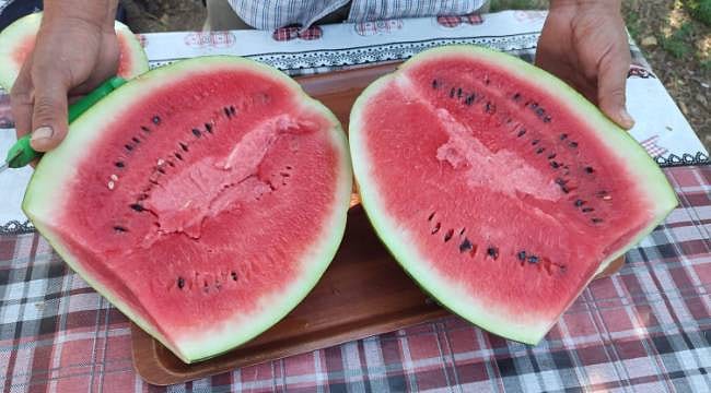 5 dönümden 6 ton karpuz: İlk hasat yapıldı