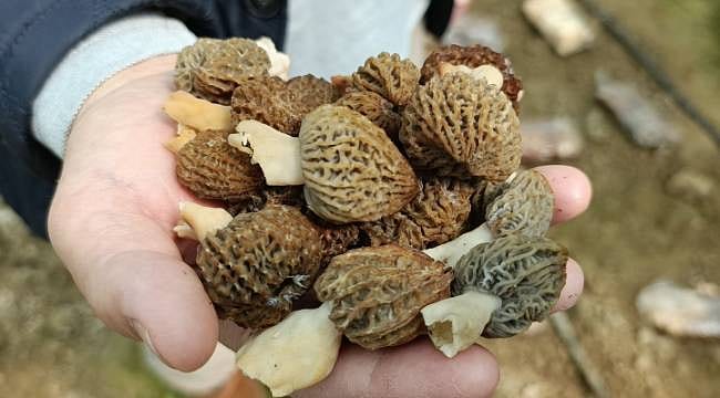 Dekarda 1 ton hedefliyor: Yeni ihracat kapısı kuzugöbeği