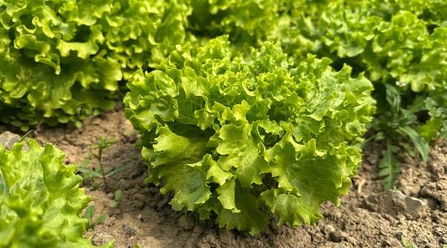 Bursa’da marul üreticisinin yüzü gülüyor: Tarlada 35 lira