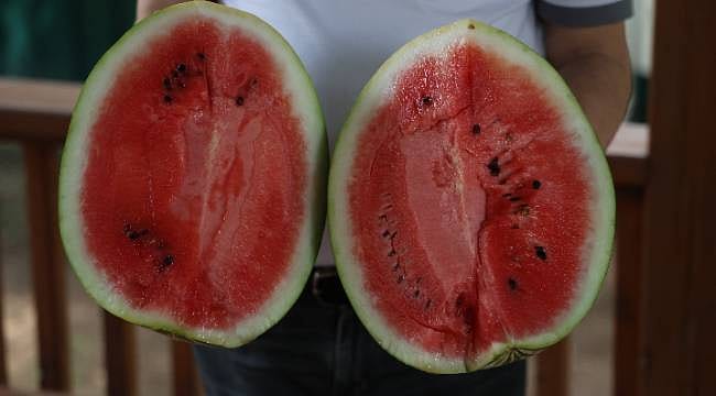 Karpuza sadece vurmak yetmez: Lezzetli karpuz seçmenin püf noktaları neler? Uzmanından "İyi Karpuz" rehberi