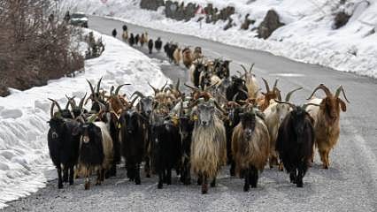 Detaylar: Sıfır sermaye ile sürü sahibi oldular: Vanlı besicinin yüzü devlet desteğiyle gülüyor