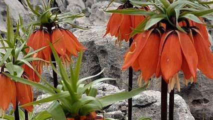 Koparan yandı: Tek bir çiçeğin cezası 700 bin lira