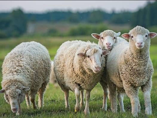 Küçükbaş hayvancılıkta dev destek başladı: İşte 10 soruda başvuru rehberi