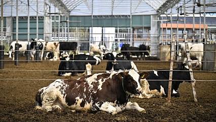 Hayvancılıkta "Tam Otonom" dönem: Avrupa’nın en büyük robotik çiftliği Kırklareli’de