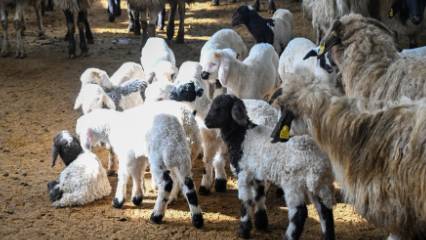 Detaylar: Vanlı çiftçinin yüzü gülüyor: Bu projeyle besici kırsalda kalacak