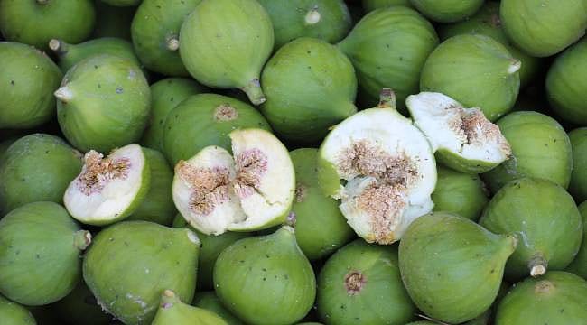 O sinekler olmazsa incir de yok: Aydın'da ilek sezonu açıldı! Kilosu 500 TL'den alıcı buluyor
