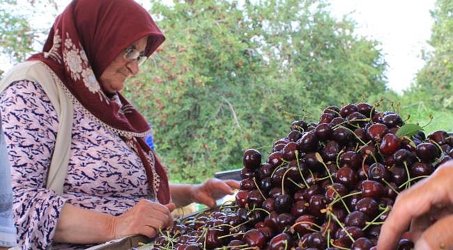 ABD ve Avrupa’nın yeni trendi Türkiye’den gidiyor: 20 bin tonluk ihracat