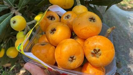 Kanada’dan Dubai’ye Mersin Yenidünyası: "Sarı Altın" bereketle geldi