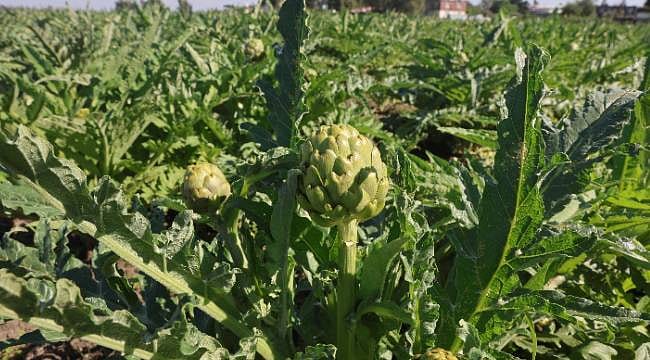 Tarladan fabrikaya, Hatay’dan dünyaya: Enginarda hasat zamanı