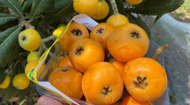 Kanada’dan Dubai’ye Mersin Yenidünyası: "Sarı Altın" bereketle geldi