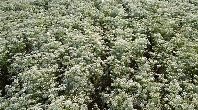 Dünya sofralarının kekik kokusu o ilimizden: Çiftçinin gelir kapısı oldu