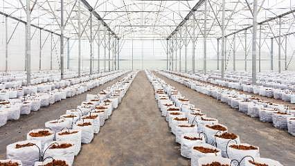 Detaylar: Sulamada maliyeti düşüren çözüm: Yağmur suyu hasadıyla verimliliği artırın