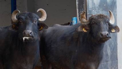 Anadolu ve Hindistan genleri birleşti: Manda sütünde verim ikiye katlandı