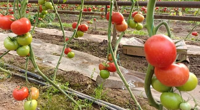 Simav’ın yer altı zenginliği sofralara taşınıyor: Eynal domatesi lezzetiyle fark yaratıyor