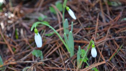 Bu çiçeği koparan yandı: Cezası tam 699 bin lira