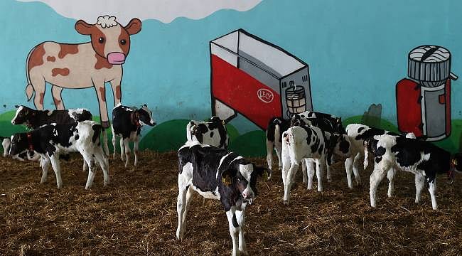 Bakanlık destekledi, robotik sistemle süt verimi arttı