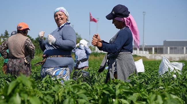 35 derece sıcaklıkta çalışma şekilleri şaşırttı: O ürünü oyun havasıyla topluyorlar