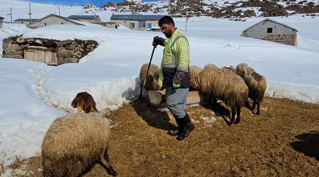 Rakım 4 bin, kar 2 metre: İşte Bitlisli besicinin bir günü