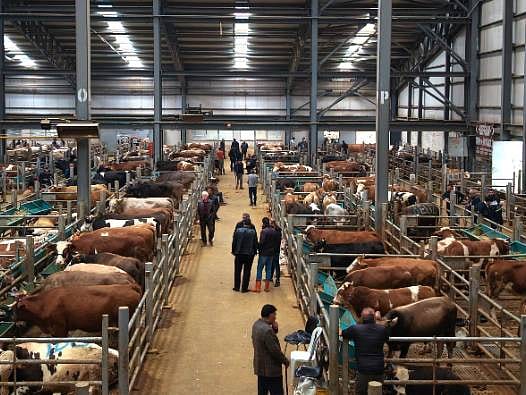 Kurban pazarlarında son durum: Kıran kırana pazarlıklar başladı! Büyükbaş 600 bin TL'ye kadar çıkıyor