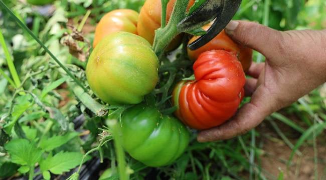Adı 'Dangalak' tadı eşsiz: Şekli bozuk diye atılıyordu, şimdi meşhur oldu
