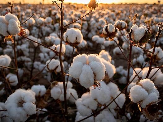 Emtia piyasalarında "Pamuk" yükselişi: Fiyatları tetikleyen 6 temel faktör var
