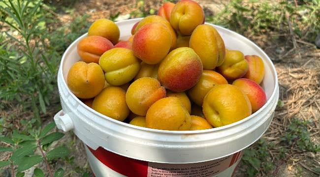 Erkenci "Orange Ruby" Düziçili çiftçinin yeni gelir kapısı oldu