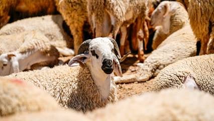 Detaylar: Kurban hizmetlerinin uygulanmasına dair tebliğ Resmi Gazete'de yayımlandı