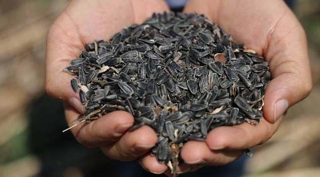 Ayçiçeğinde hasat zamanı: Çiftçinin yüzü rekolteyle güldü