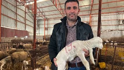 57 yıllık besiciden altın değerinde tavsiyeler: Başarılı küçükbaş hayvancılığın 4 temel kuralını anlattı