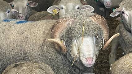 Kuzuları şimdiden satıldı: 1,1 milyonluk koçun sipariş defteri doldu