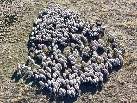 Aylık 150 bin TL maaş veriyorlar, yemeğini, yatacak yerini de karşılıyorlar ama yine de çoban bulamıyorlar