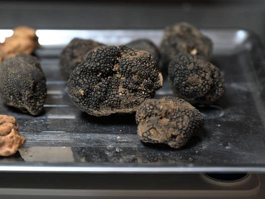 Doğanın "Siyah Elması" ihracat yolunda: Zor bulunuyor, kilosu 350 Euro'ya kadar çıkıyor