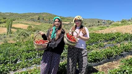 Gençler üretime katıldı, çilekler birlikte toplandı