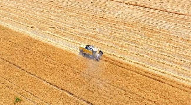 TİGEM 4 bin 427 ton mahsul buğday satacak
