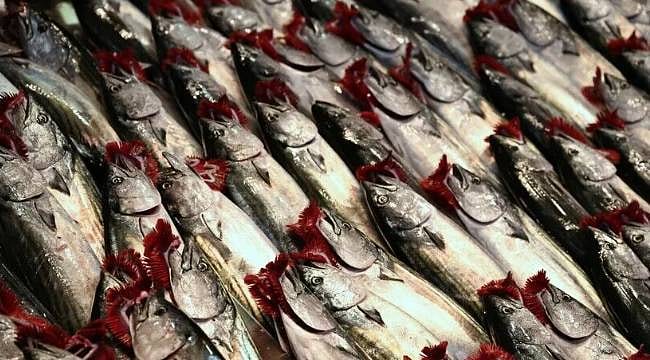 İstanbul'da Ağustos'ta en çok palamut satıldı