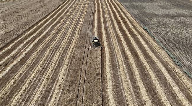 Edirne'de buğday hasadı başladı: Çiftçinin yüzü yağışlarla güldü