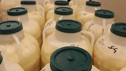 Kışın fiyatı ikiye katlanıyor! Diyarbakırlılar o peyniri almak için kuyrukta