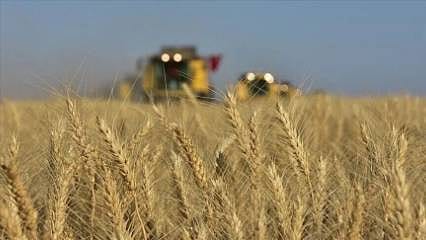 TMO, bu ay piyasaya 5,5 milyon ton buğday arz edecek