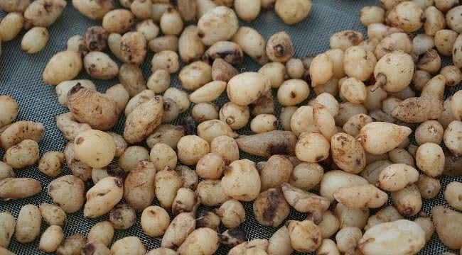 Kavak’ta "Topraktan Çıkan Altın" mesaisi: Kurusunun kilosu 12 bin TL