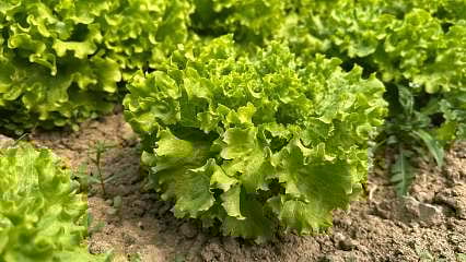 Bursa’da marul üreticisinin yüzü gülüyor: Tarlada 35 lira