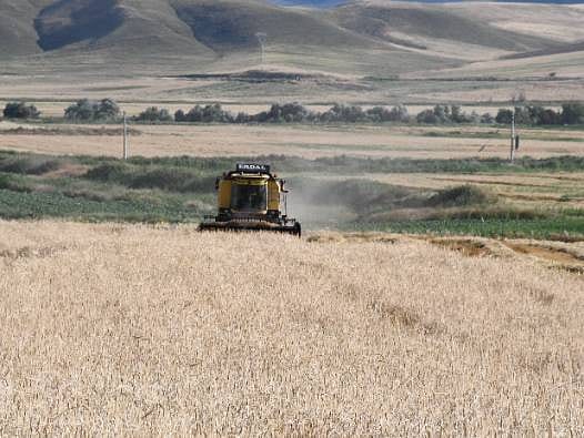 Yozgat'ta sezonun ilk arpa hasadı başladı: Yağışlar bereketi getirdi, çiftçinin yüzü güldü