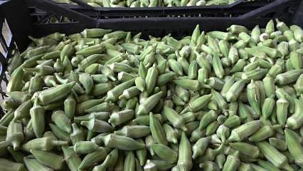 Osmaniye'de bamya hasadı 500 aileye ekmek kapısı oldu