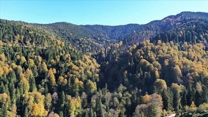 Detaylar: Yeşil Vatan’a dev yatırım: Orman bakımı için 2,2 milyar lira harcandı