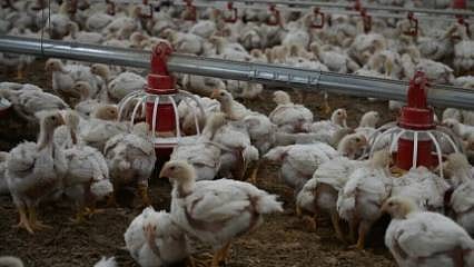 TÜİK açıkladı: Tavuk eti ve yumurta üretiminde yükseliş var